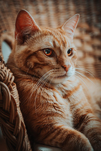 graanvrij kattenvoer