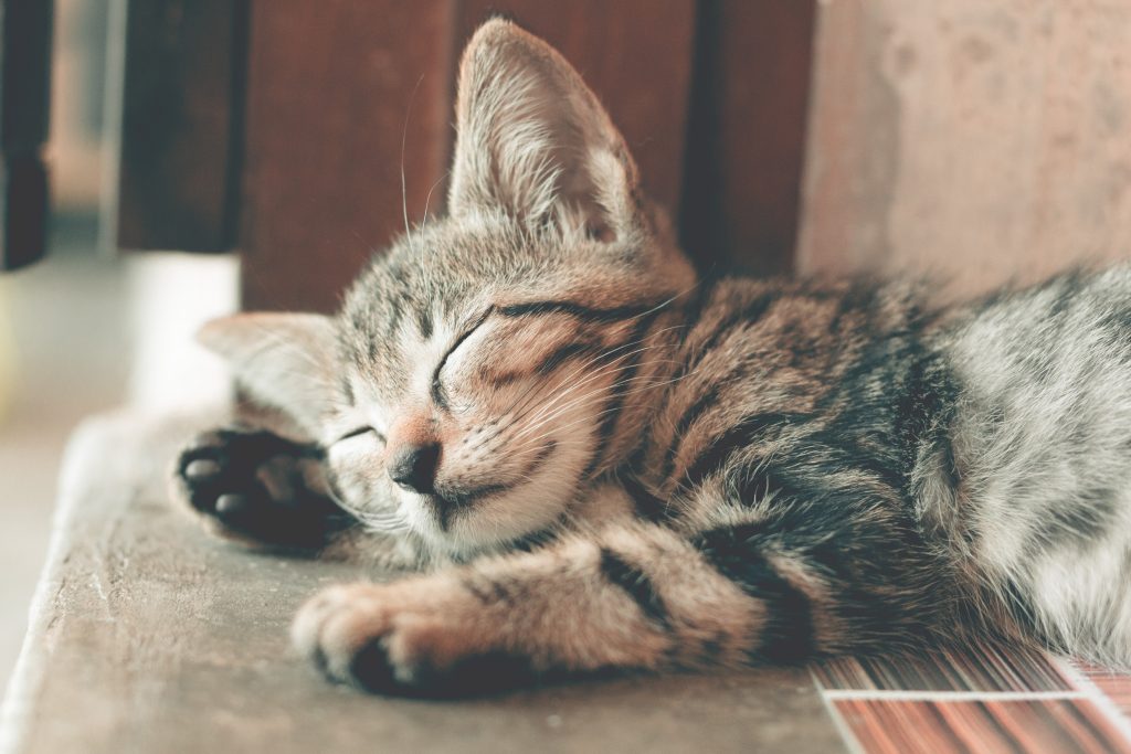 Een kitten dat vredig op de vloer slaapt.