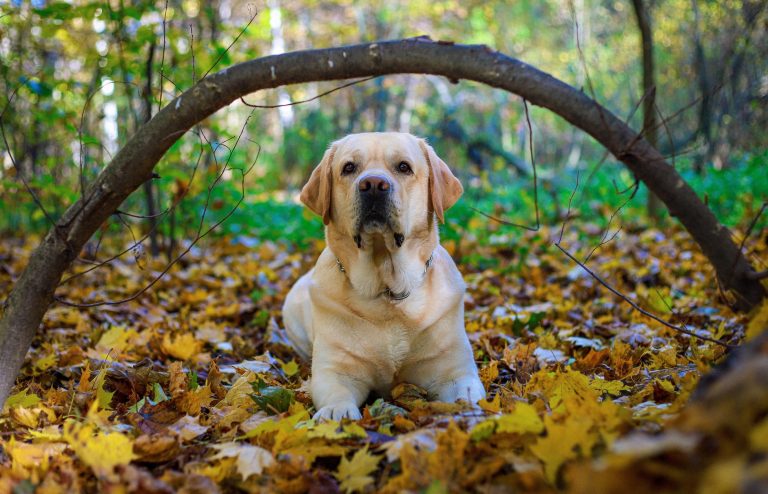 Tips om je huisdier op de herfst voor te bereiden
