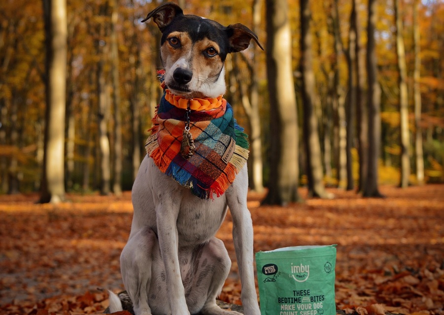 Tips om je huisdier op de herfst voor te bereiden