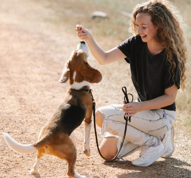 Een Jack Russel Terriër die hondenkoekjes van Imby Pet Food krijgt.