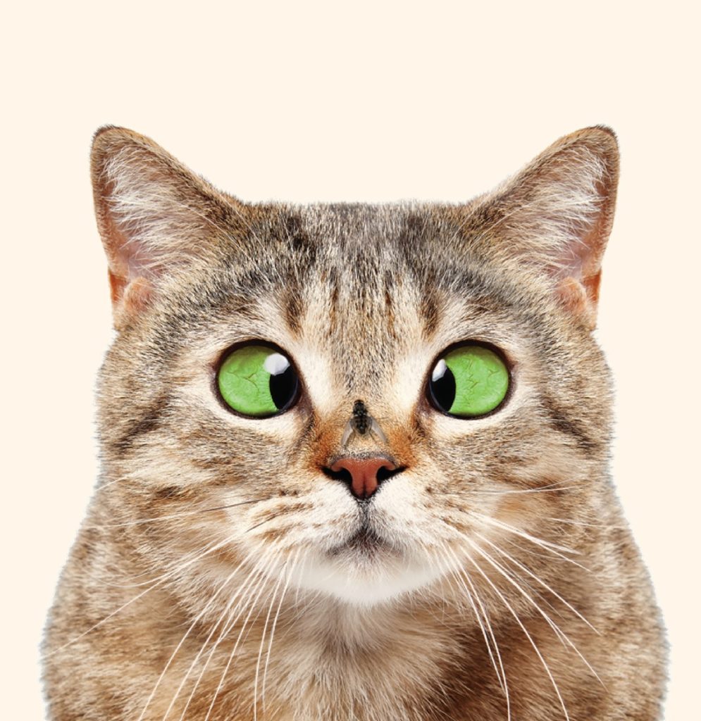 Een vlieg die op de neus van een kat zit.