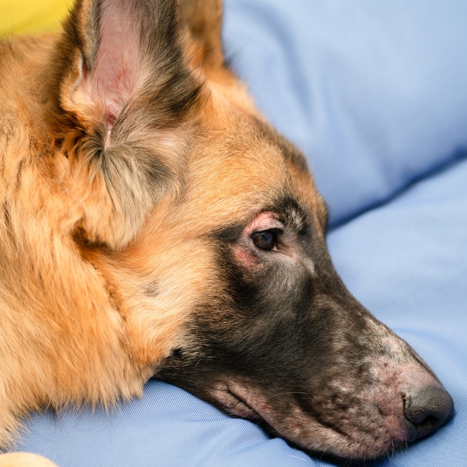 Allergieën identificeren bij je hond