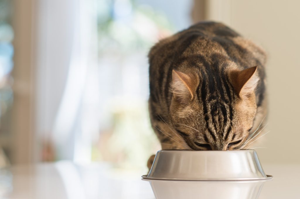 Beste katten droogvoer
