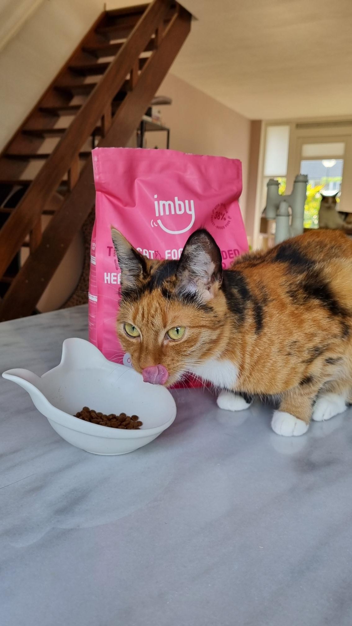 croquettes aux insectes pour chats