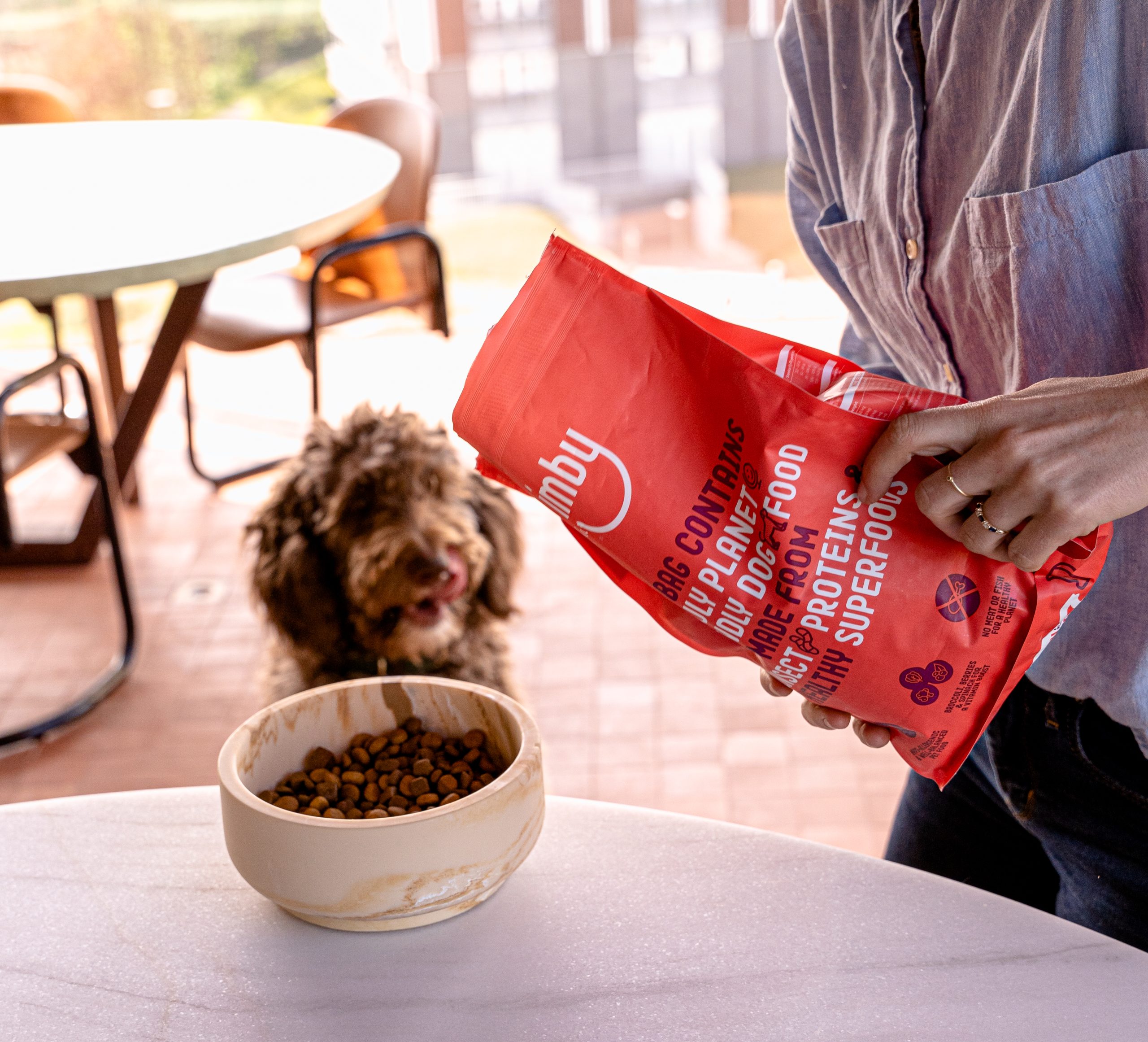 chien hypoallergène