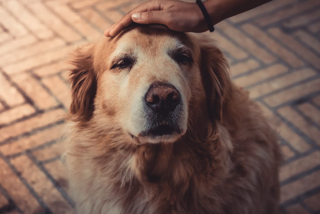 Ouderdomskwalen bij honden bestrijden