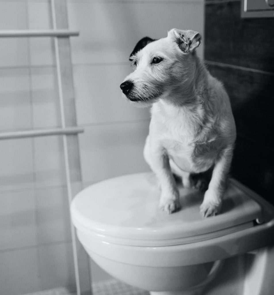 Harde ontlasting honden