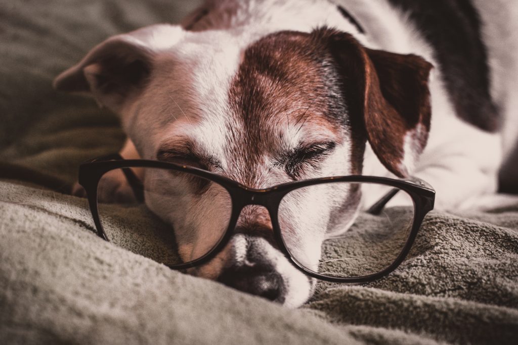 Ouderdomsverschijnselen bij honden