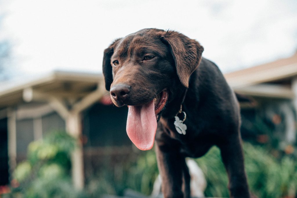 Hond afkoelen