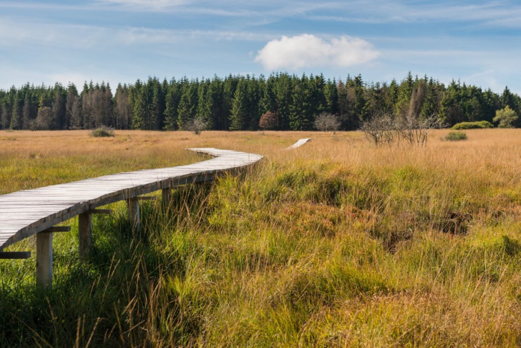 Hondenwandelingen in de hoge venen