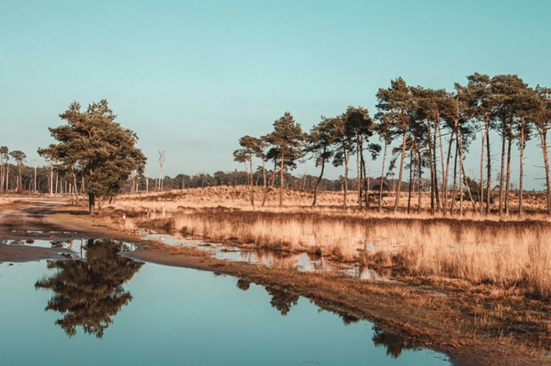 Kalmthoutse Heide