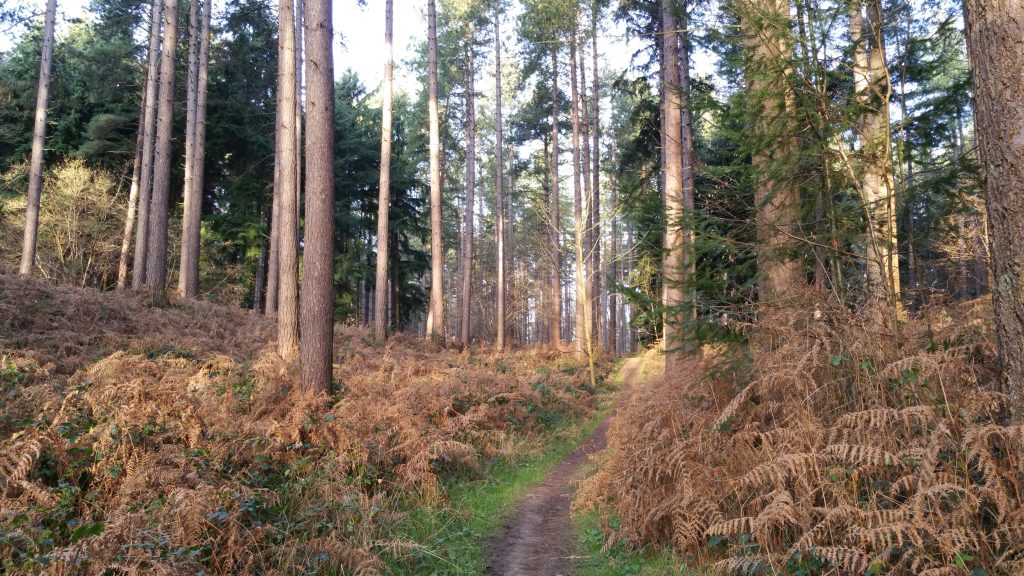 Meerdaalwoud hondenwandeling