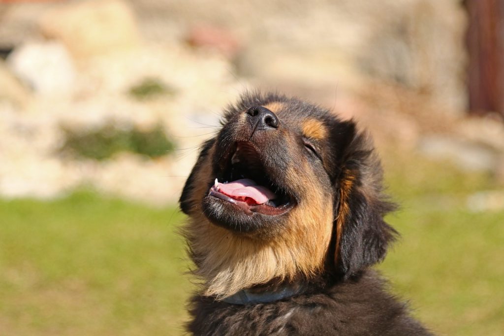 Lachende hond met vitaminesupplementen