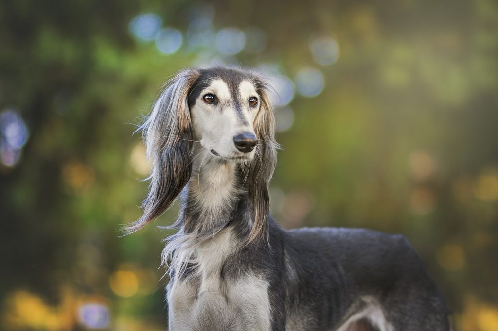 Vitaminesupplement honden
