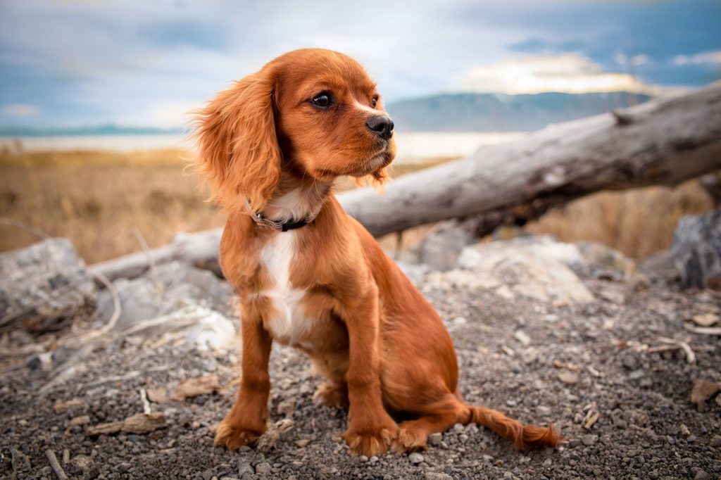 Voedingsbehoeften van een kleine hond