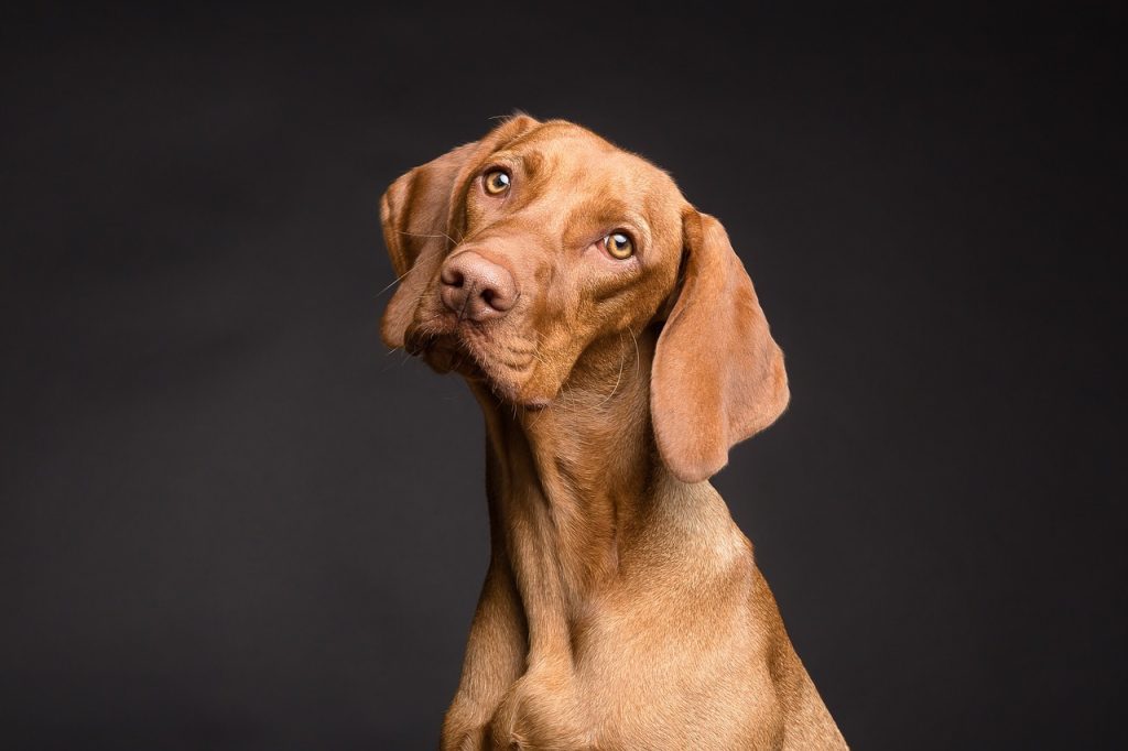 Populaire voedingssupplementen voor honden