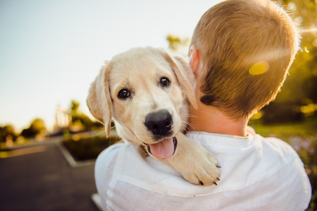 Voedingsbehoeften hond