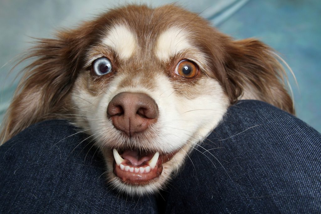 Mineralensupplement honden