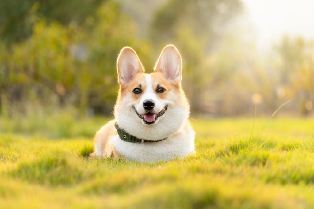 Keuze voedingssupplement voor honden
