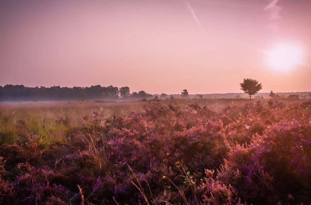 Zonsopgang in kalmthoutse heide