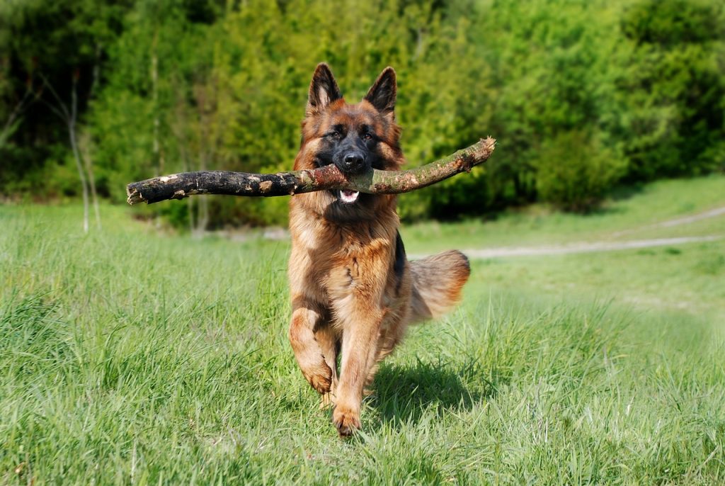 Voedingssupplementen voor honden met gewrichtsproblemen