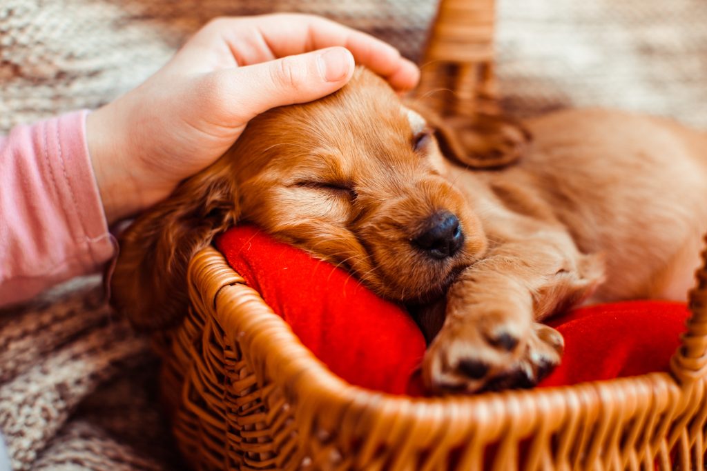Puppy geeft onverteerd voedsel over