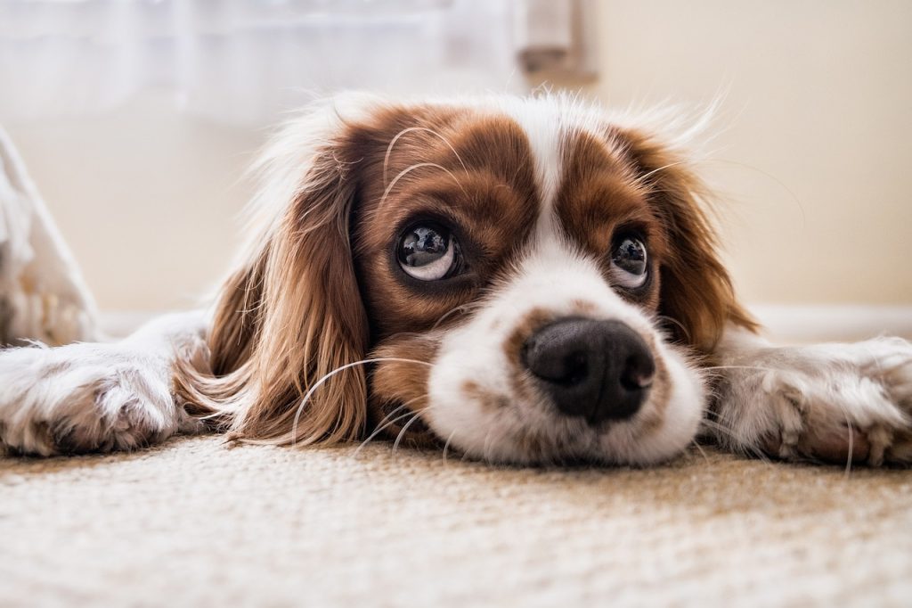 voedingssupplementen voor honden bestellen