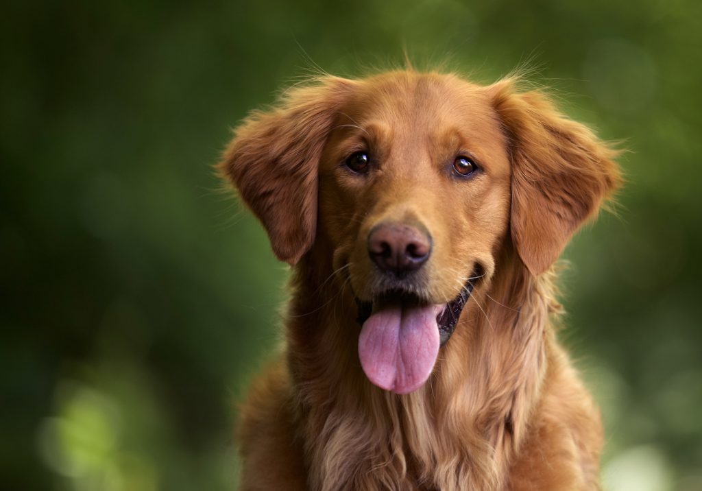 Voedingssupplementen voor honden kopen