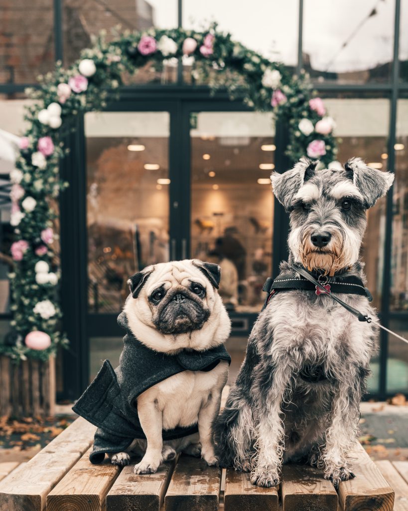 Beste dierenwinkel Amsterdam