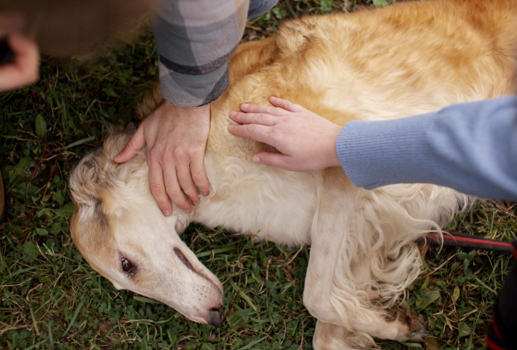 Problèmes de peau chez les chiens