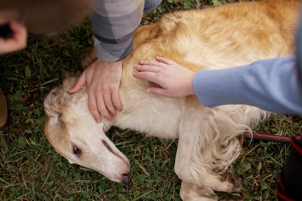Eerste hulp voor honden
