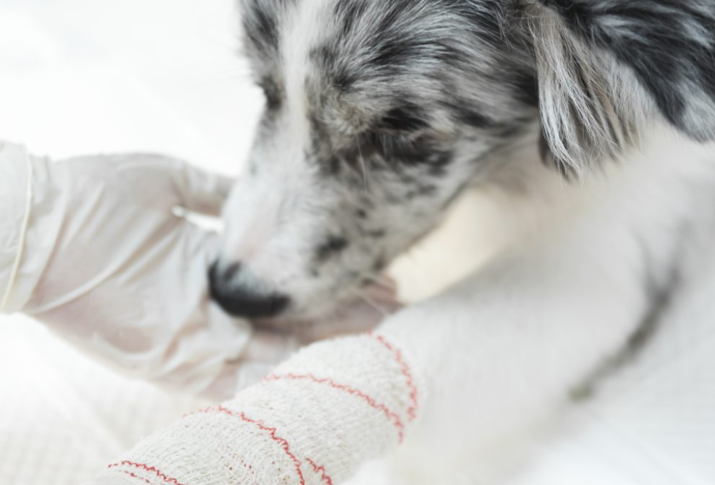Premiers soins pour les chiens