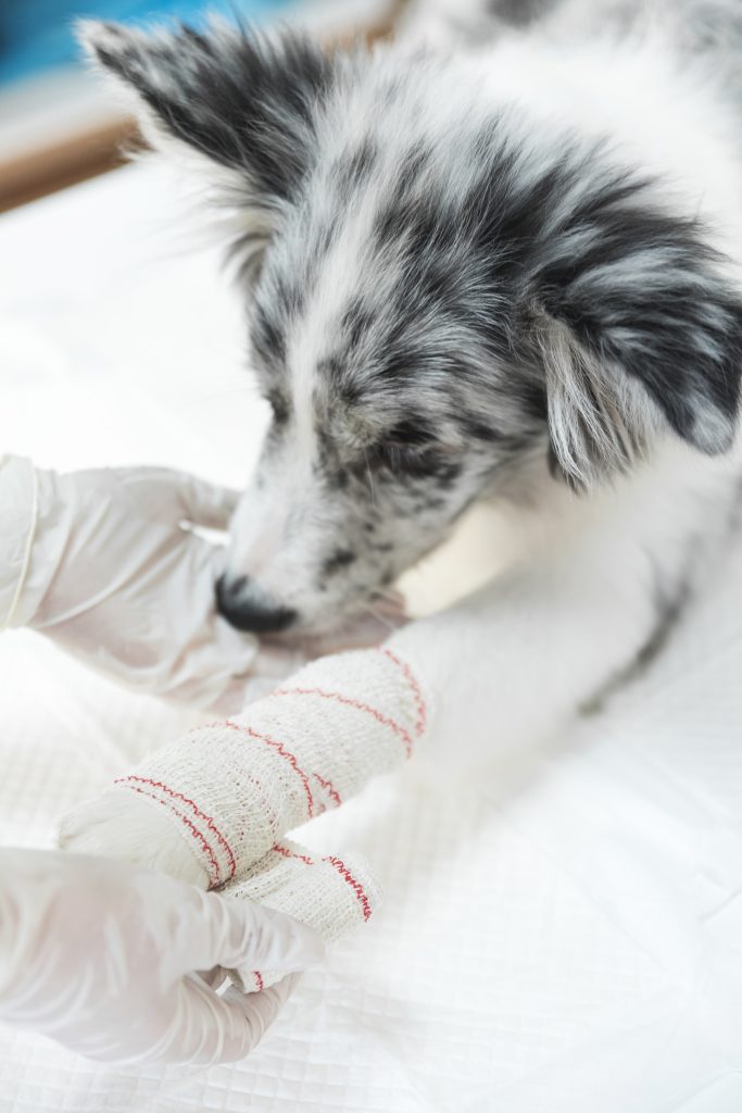 EHBO voor honden