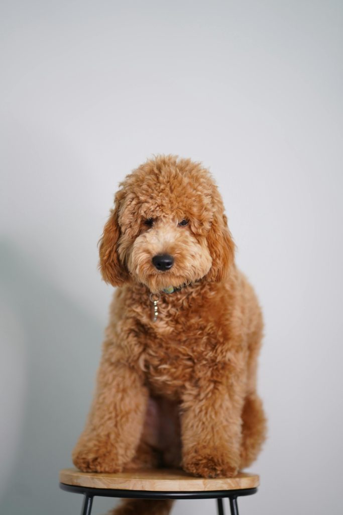 Goldendoodle hypoallergeen