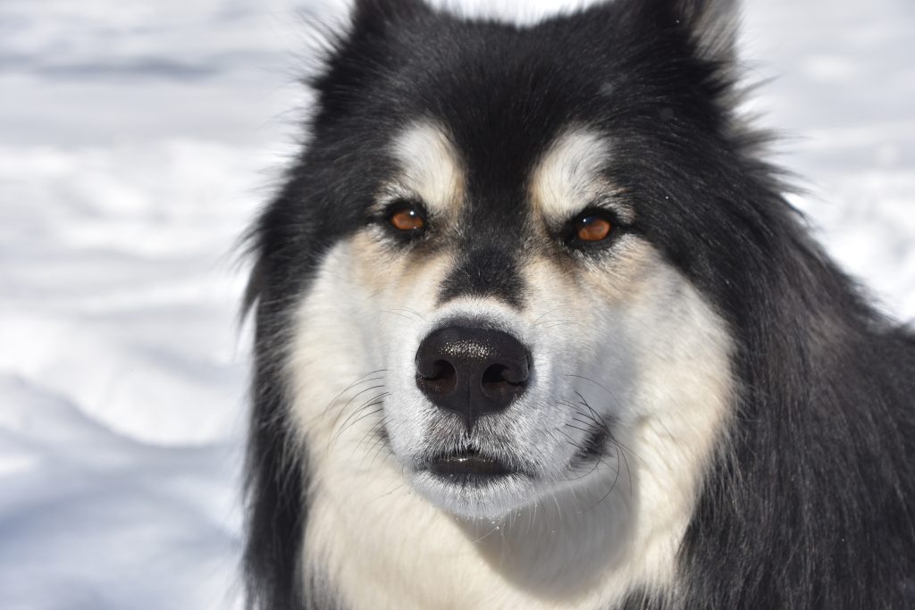 Alles over American Akita