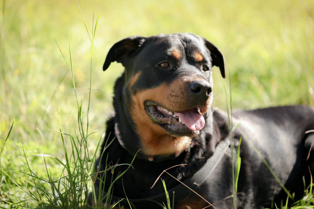 Alles over Appenzeller Sennenhond