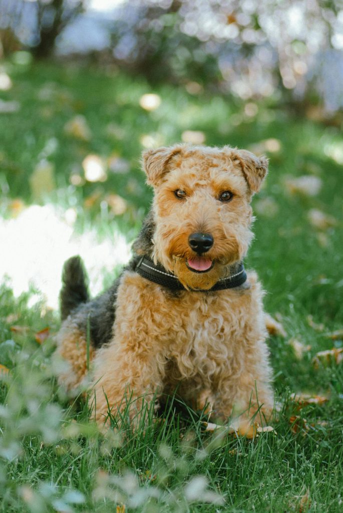 alles over Airedale Terriërs