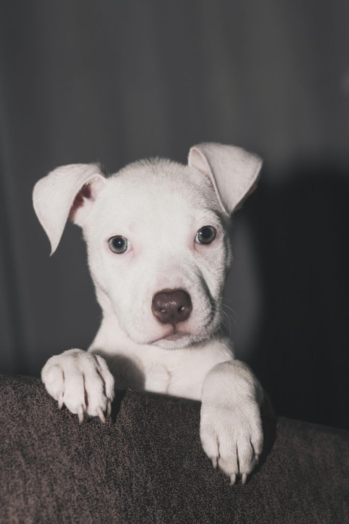 Argentijnse hond