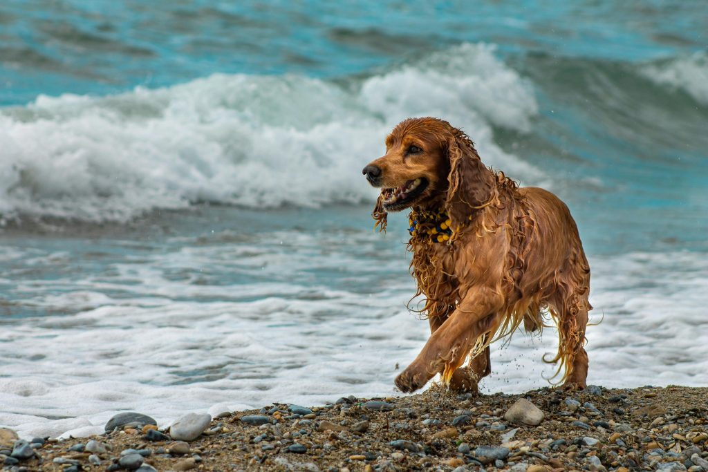 Alles over Amerikaanse Water Spaniel