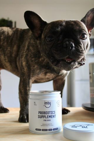 Probiotica en allergie bij honden