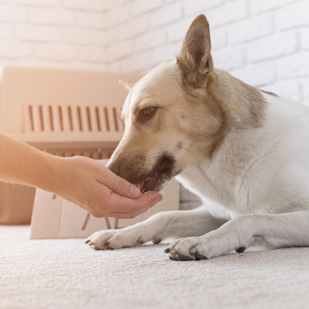 Wanneer probiotica voor honden