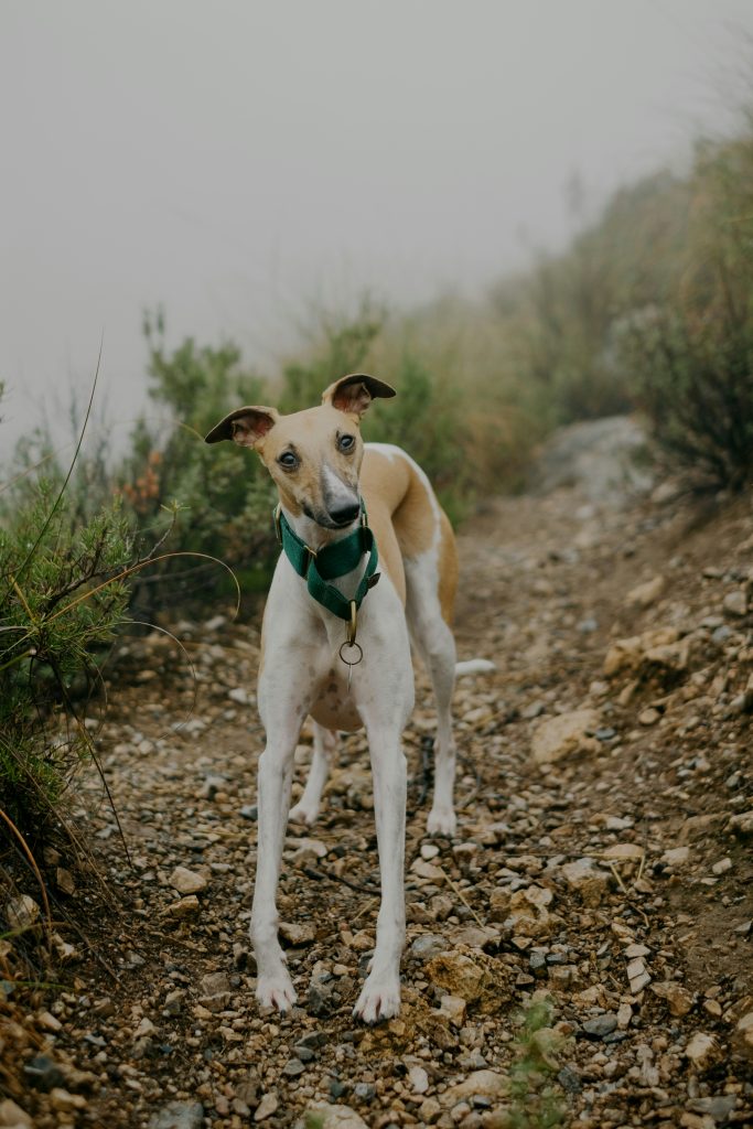 Whippet
