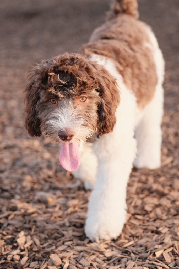 Portugese waterhond