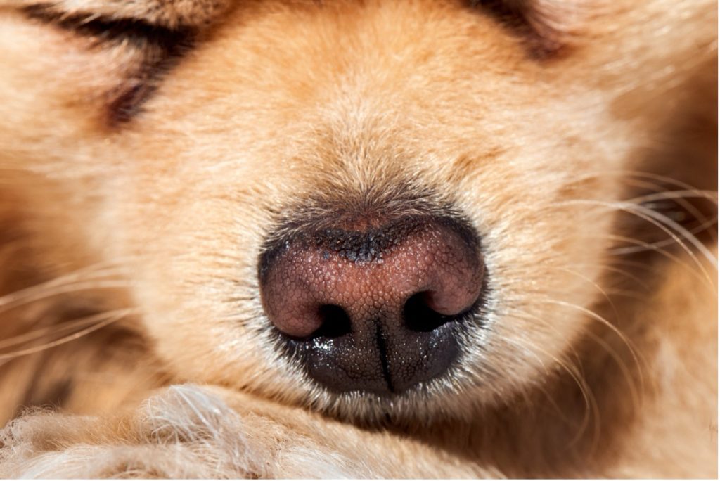 Neus hond