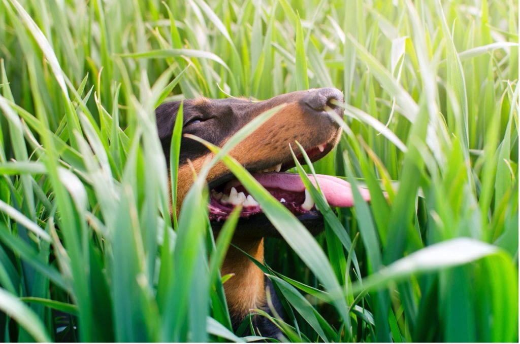 Jeukt een muggenbeet ook bij honden?