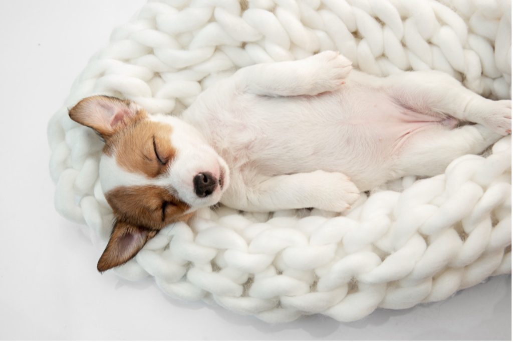 Honden slapen