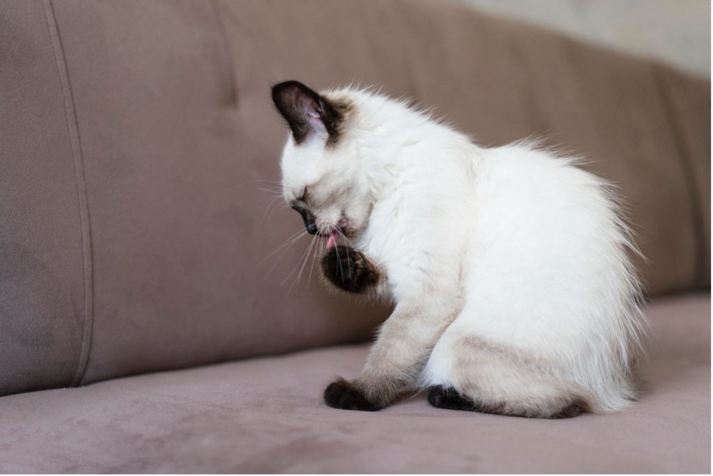 Jeuk katten