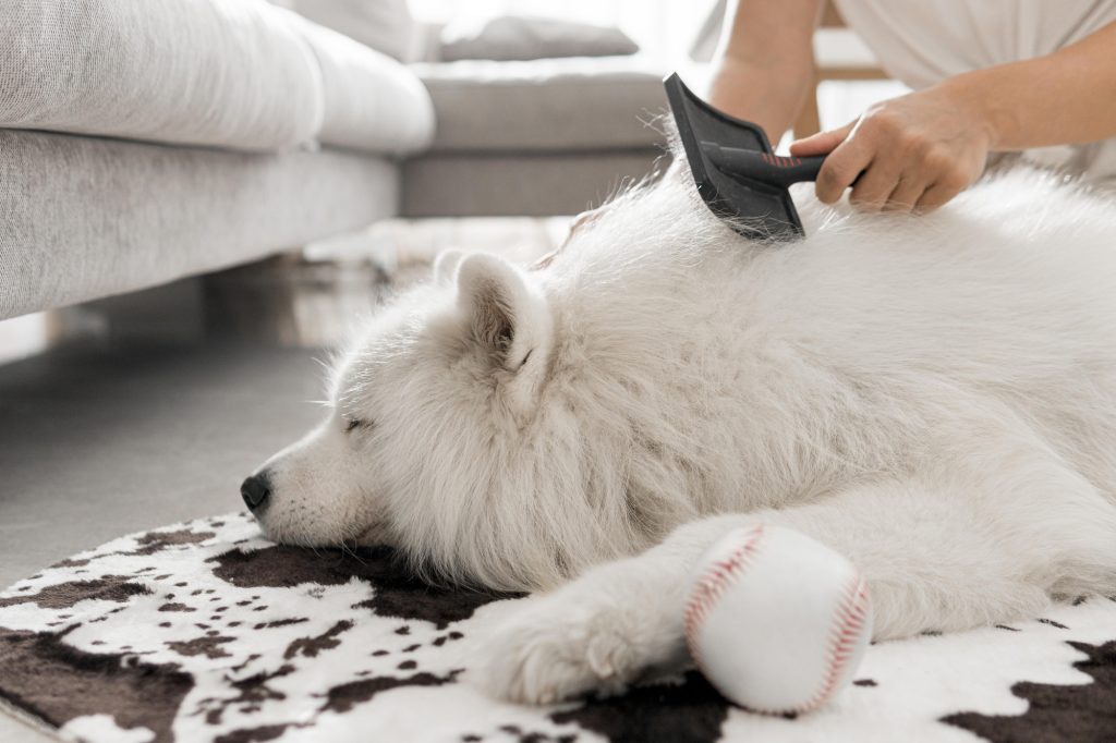 Haaruitval hond