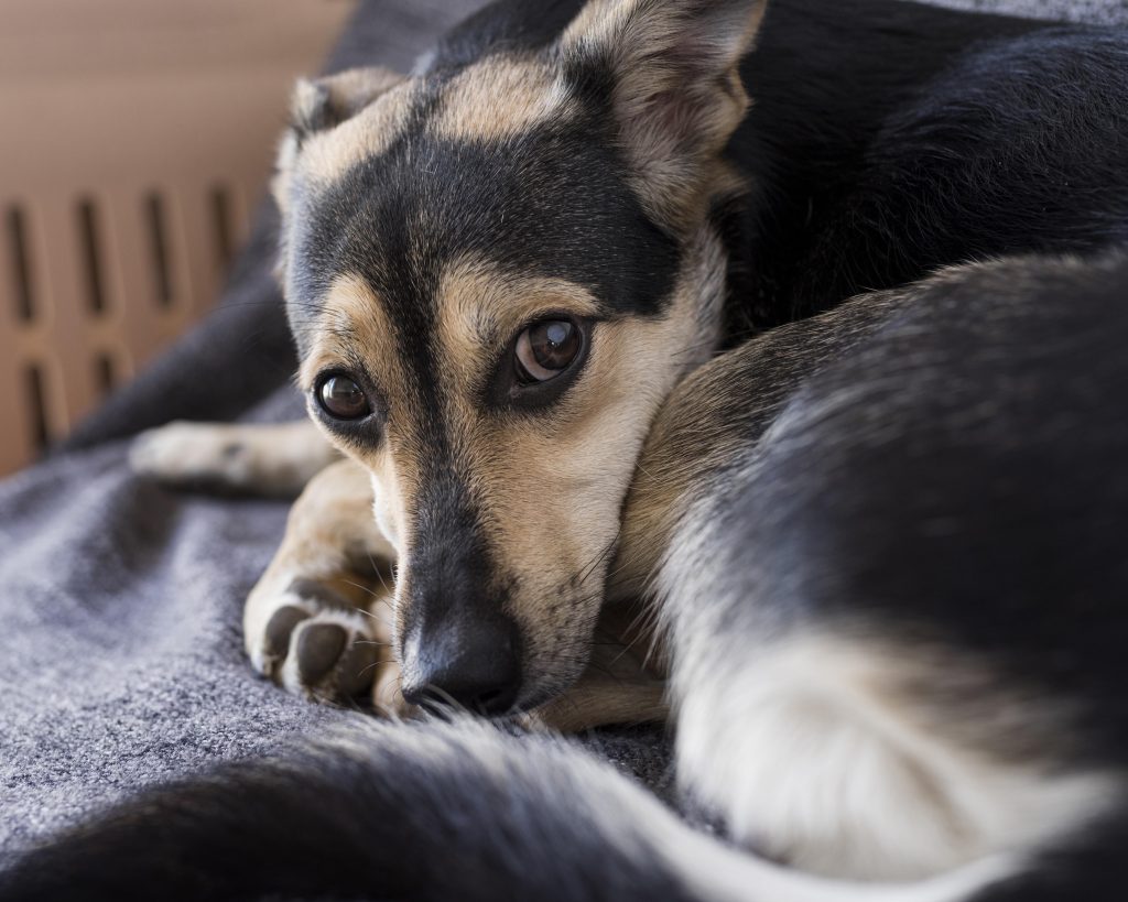 Kennelhoest honden